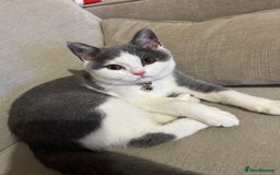 British Shorthair cats for sale: 5 month old BSH Sale - Image 2