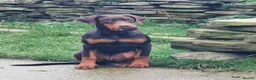 Dobermann dogs for sale: KC registered Dobermann pups - Advert 13
