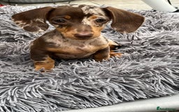 Miniature Dachshund dogs for sale: READY NOW - short haired miniature dachshunds  - Image 22