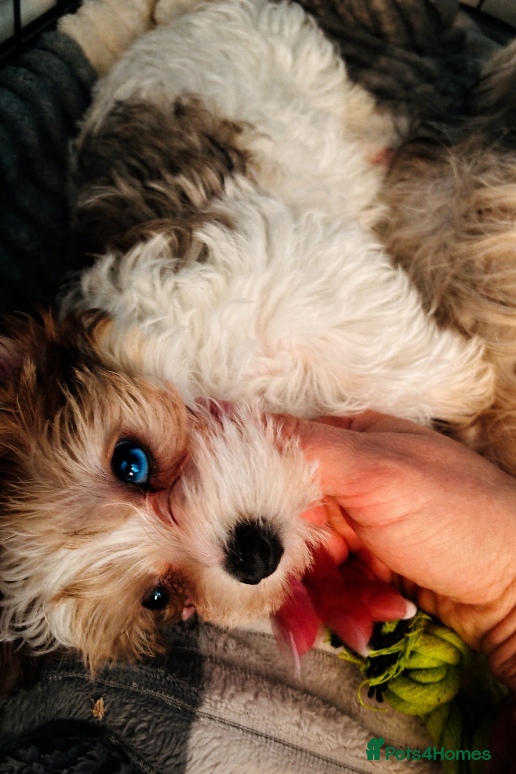 Yorkshire Terrier dogs ❤️Beautiful blue eyed Yorkshire terrier puppies❤️ - Advert 2