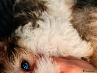 Yorkshire Terrier dogs ❤️Beautiful blue eyed Yorkshire terrier puppies❤️ - Advert 1