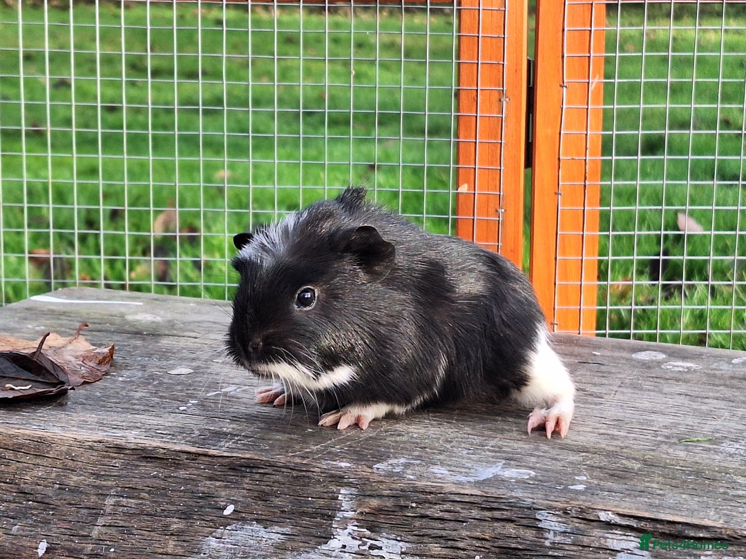 Guinea Pig rodents for sale: Male Guinea Pig - Advert 5
