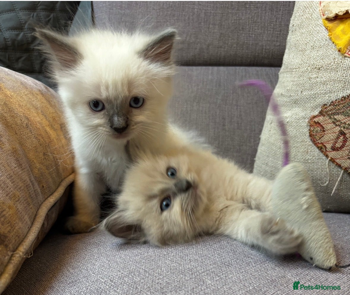 Ragdoll cats Stunning Blue Point Ragdoll Boy.  - Advert 6