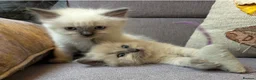 Ragdoll cats for sale: Stunning Blue Point Ragdoll Boy.  - Advert 1