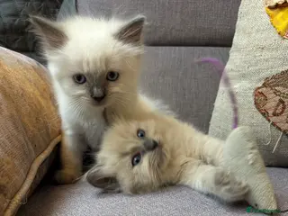 Ragdoll cats Stunning Blue Point Ragdoll Boy. - Advert 6