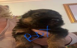 German Shepherd dogs for sale: German shepherd puppies kc registered - Image 7
