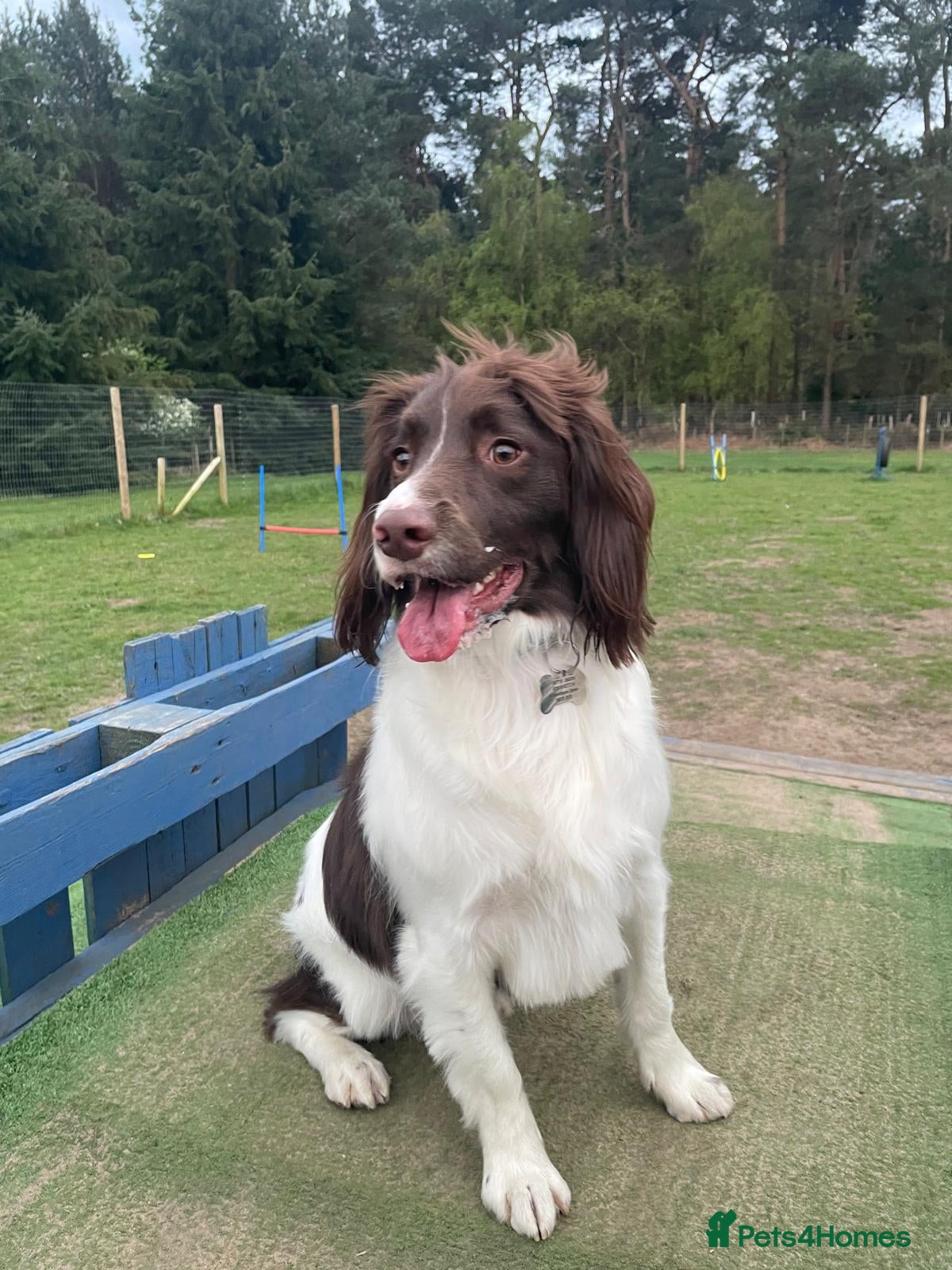 English Springer Spaniel dogs 4 year old Springer looking for a new home - Advert 7