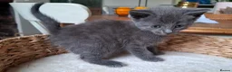 Mixed Breed cats for sale: FLUFFY MAINE COON CROSS KITTENS - Advert 25