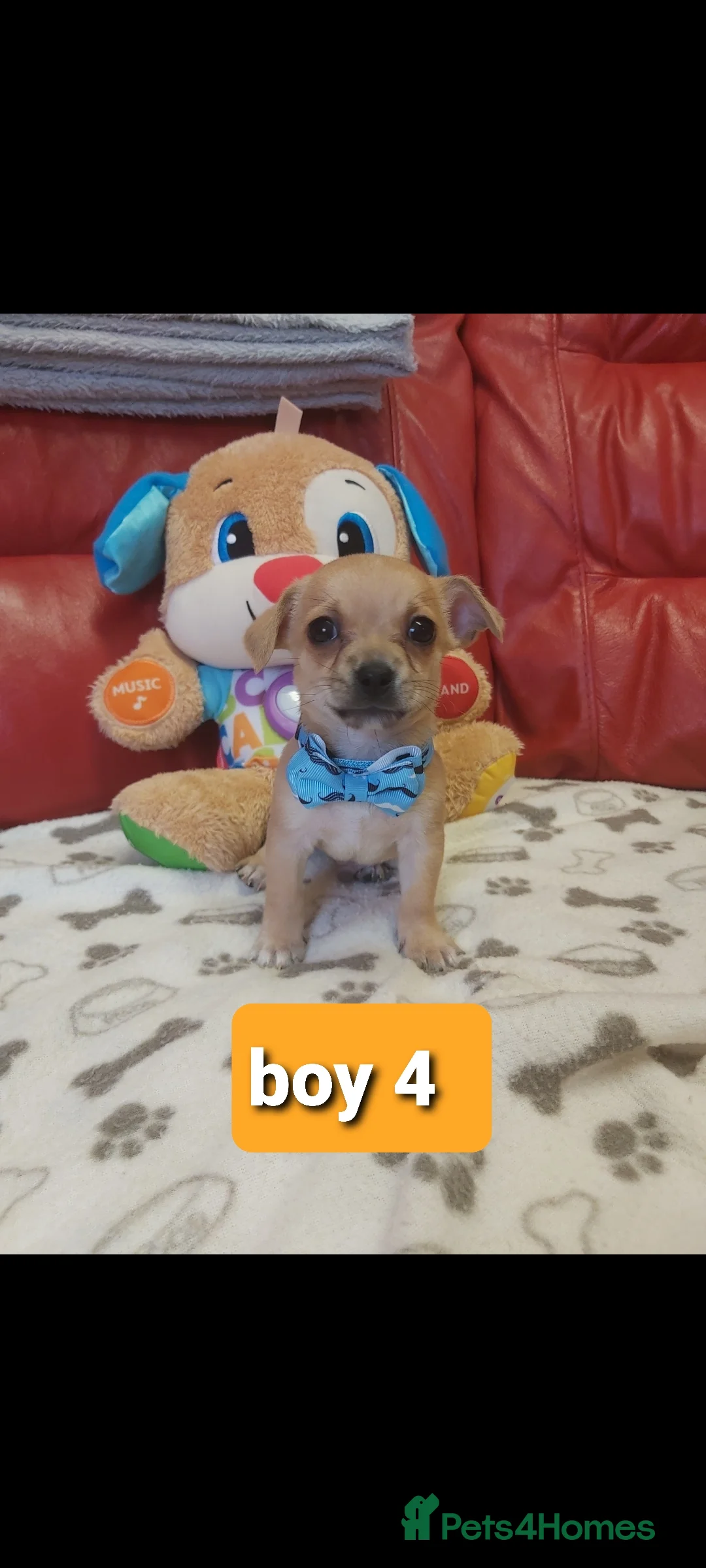 Chihuahua dogs for sale: Chihuahua pups - Advert 6