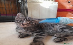 Mixed Breed cats for sale: Kittens available  - Image 17