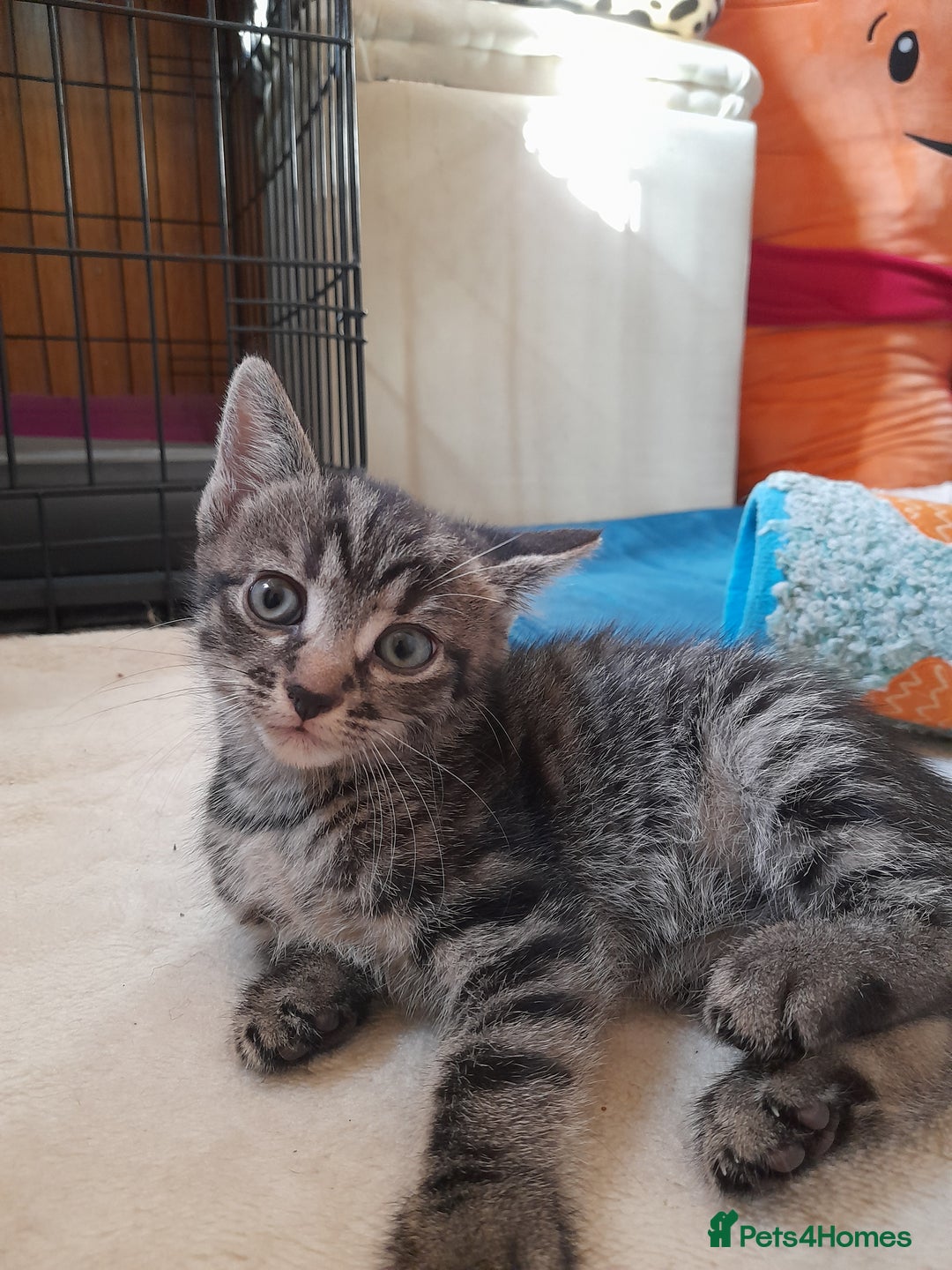 Mixed Breed cats for sale: Kittens available  - Image 17