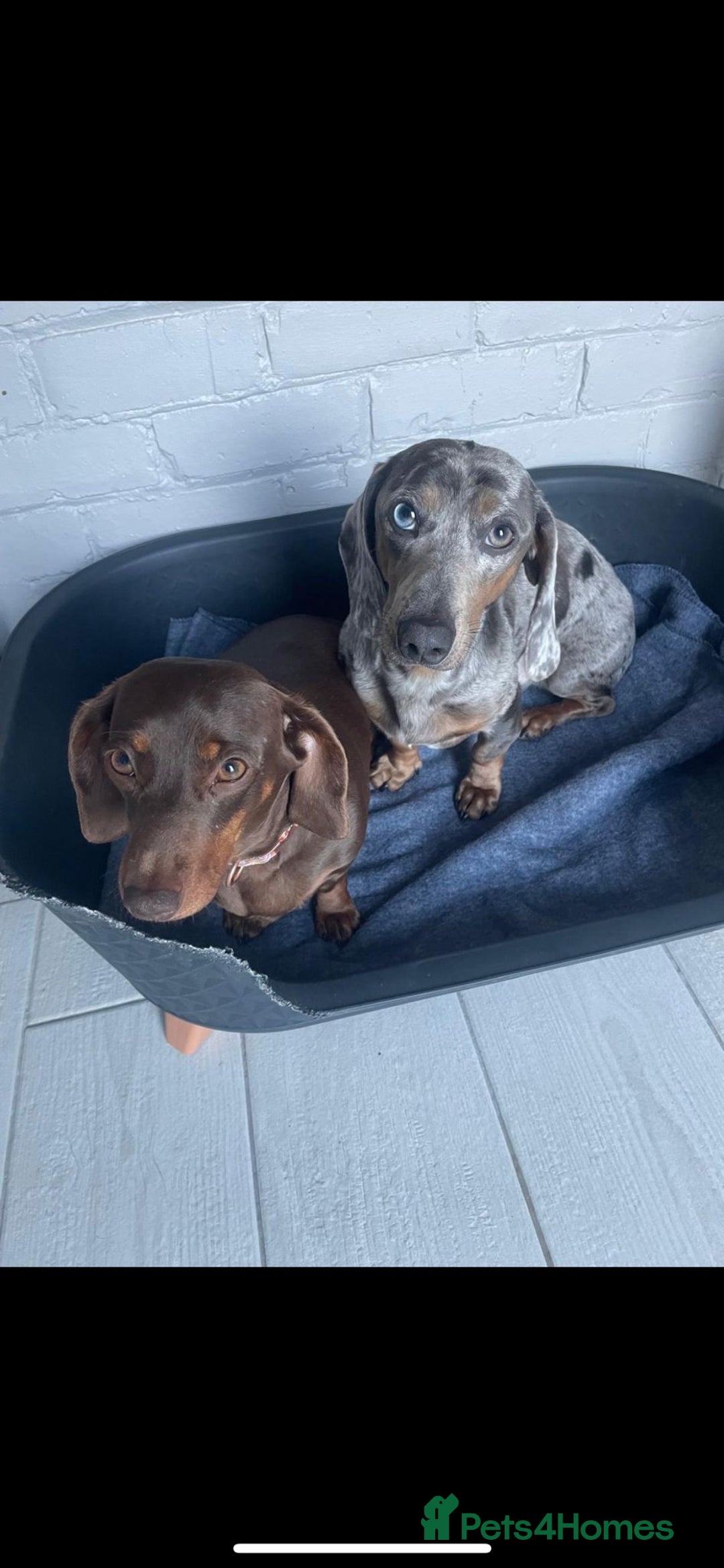 Miniature Dachshund dogs for sale: Adorable miniature dachshund long hair fully vac - Image 12