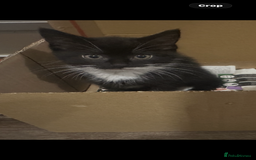 British Longhair cats for sale: Beautiful longhaired kittens ready to go now! - Image 7