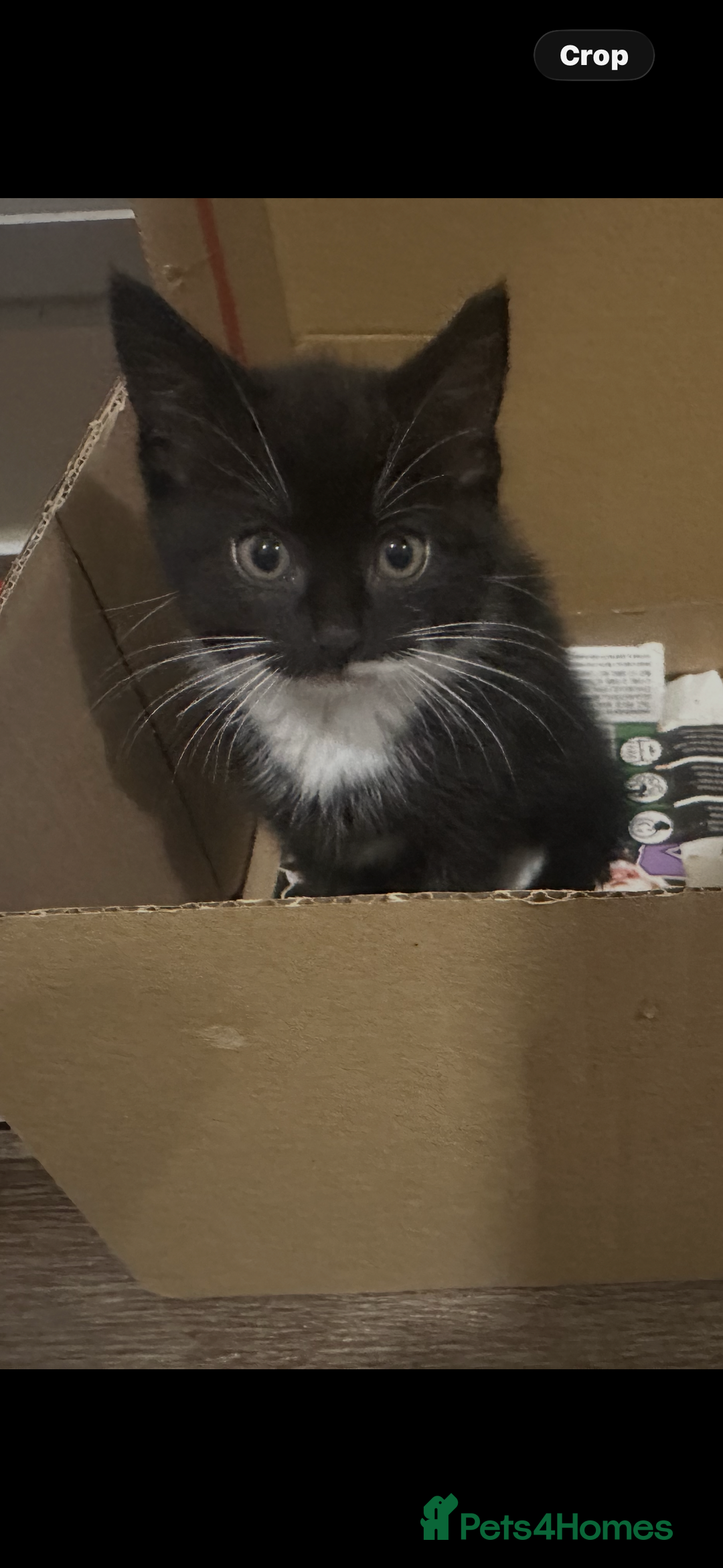 British Longhair cats for sale: Beautiful longhaired kittens ready to go now! - Image 7