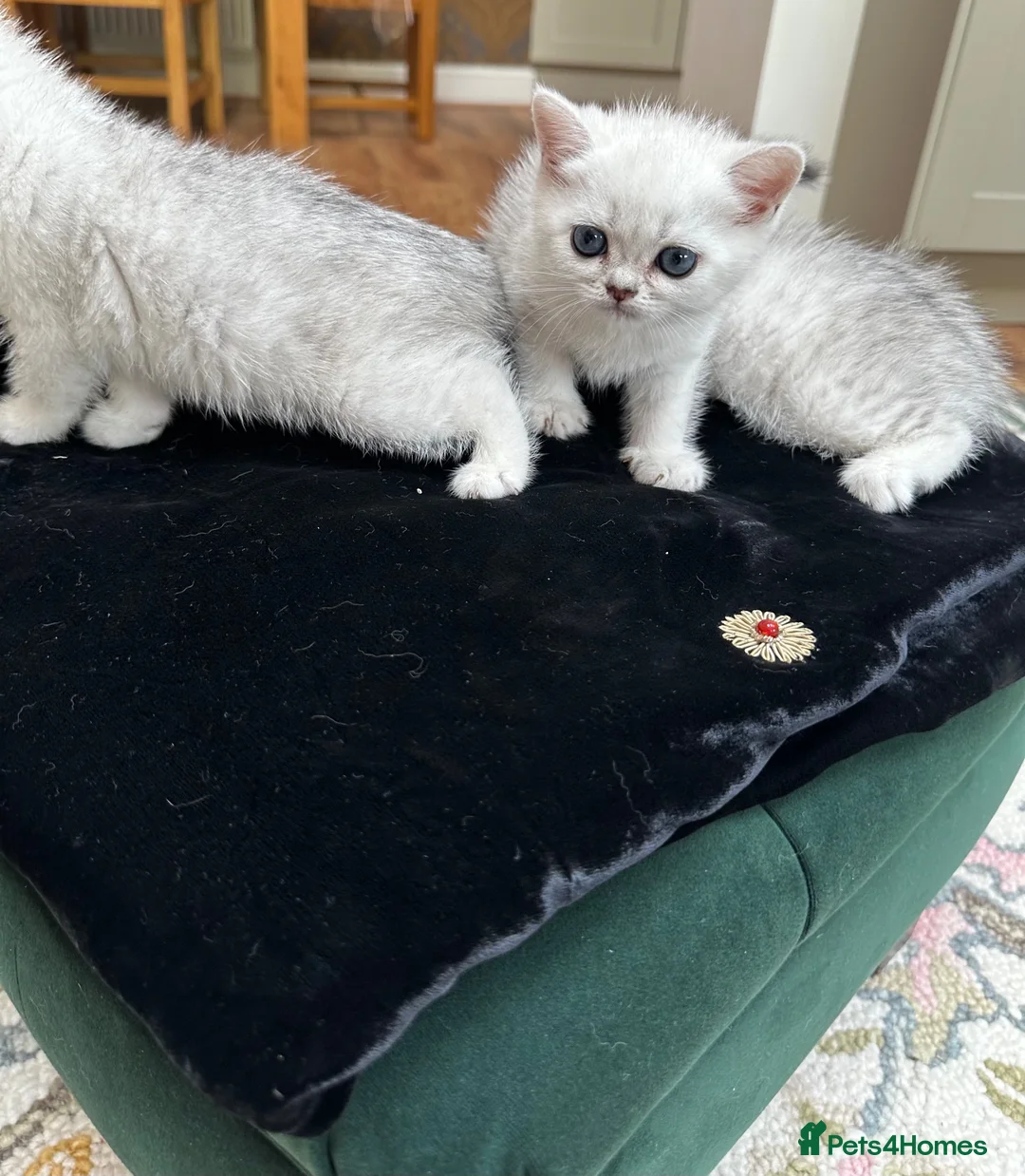 British Shorthair cats for sale: Beautiful British Shorthair Silver Shaded Kittens in Leicester - Advert 2