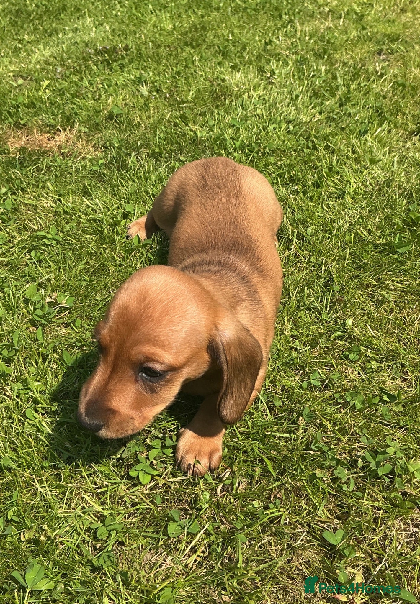 Miniature Dachshund dogs KC REG Miniature dachshunds. Council licensed - Advert 1