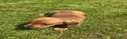 Miniature Dachshund dogs for sale: KC REG Miniature dachshunds. Council licensed in Airdrie - Advert 16