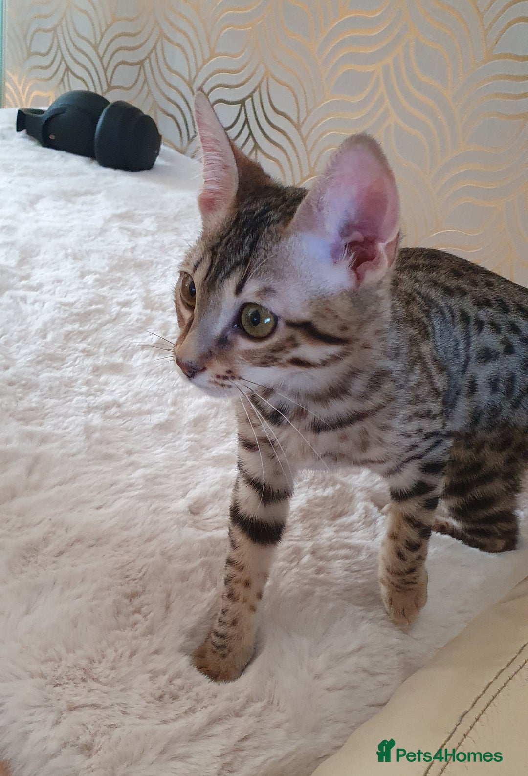 Savannah cats for sale: Fabulous F5 SBT Savannah Kittens! REDUCED! - Image 10