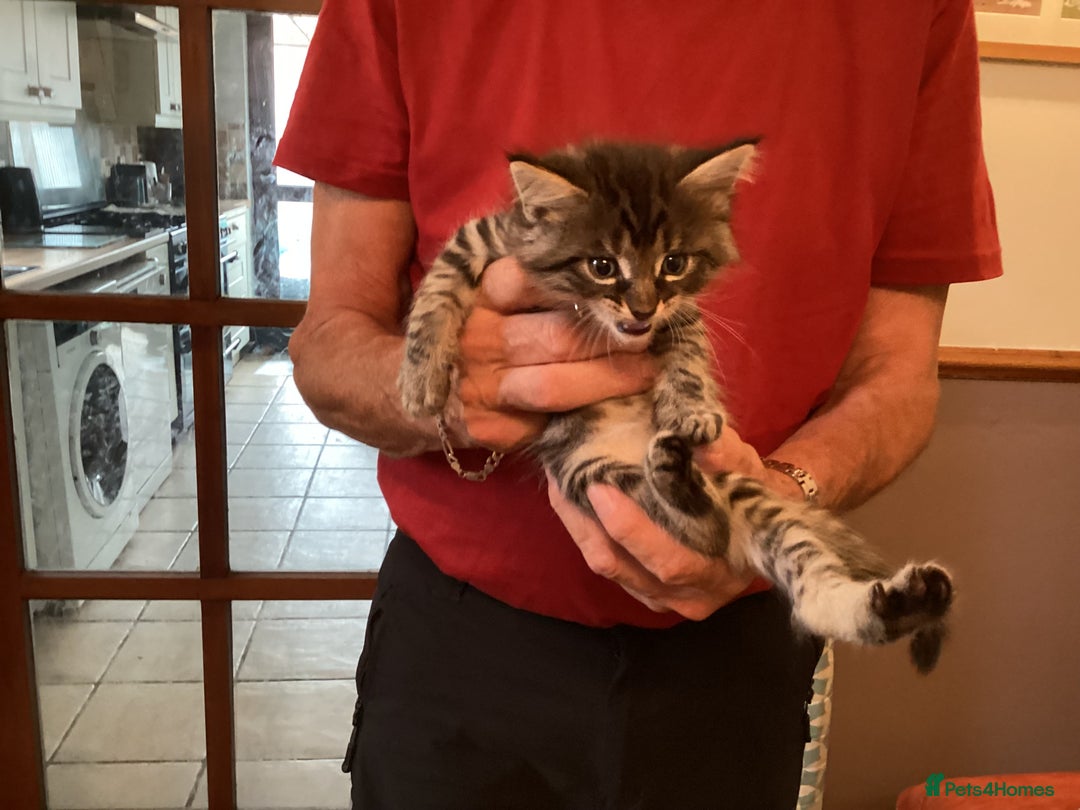 Ragdoll cats for sale: Beautiful Maine Coon, Tabby Cross kittens - Image 9