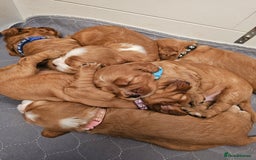 Mixed Breed dogs for sale: Cockalier/Springer Spaniel puppies ready for you! in London - Image 12