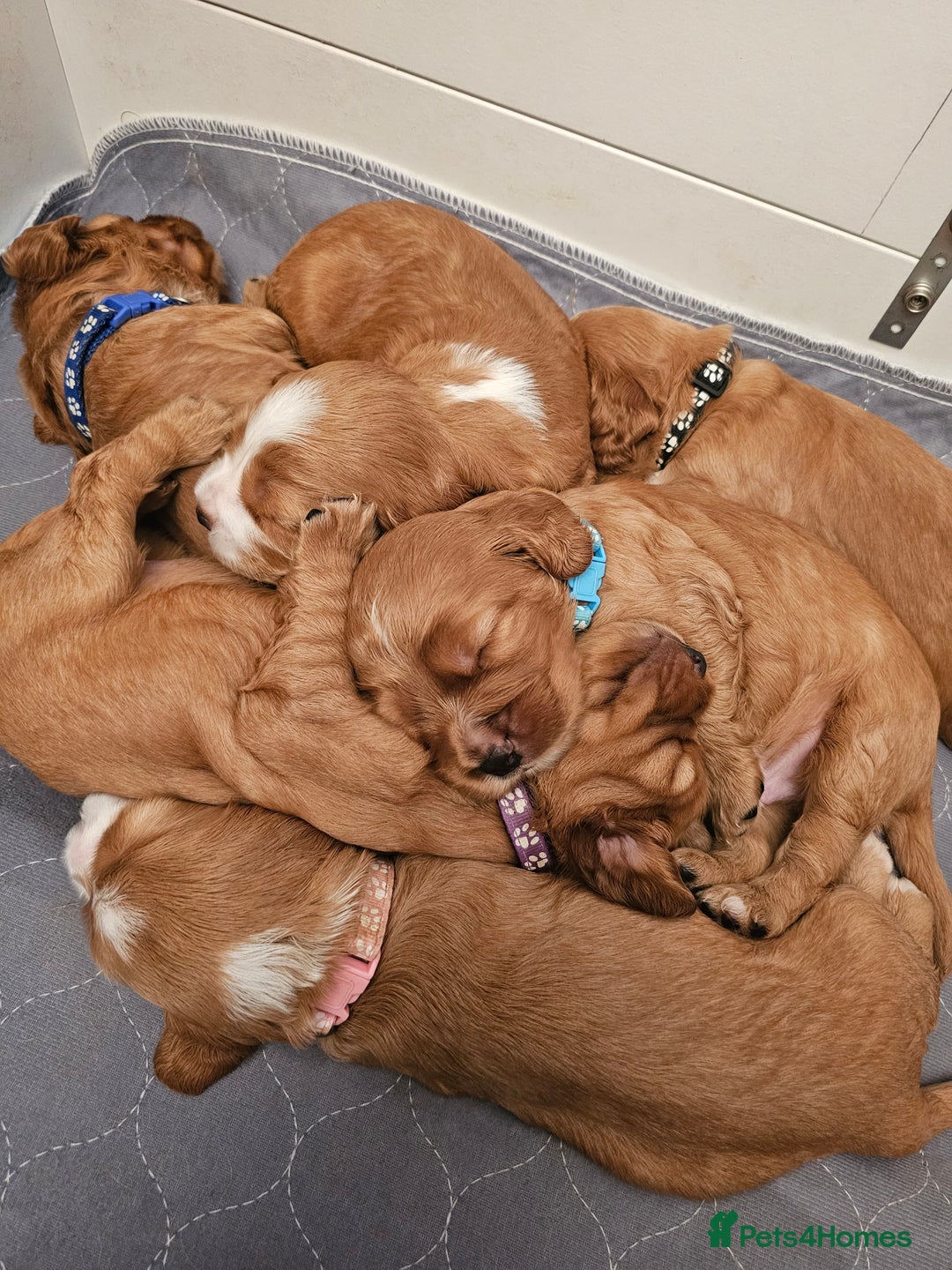 Mixed Breed dogs for sale: Cockalier/Springer Spaniel puppies ready for you! in London - Image 12