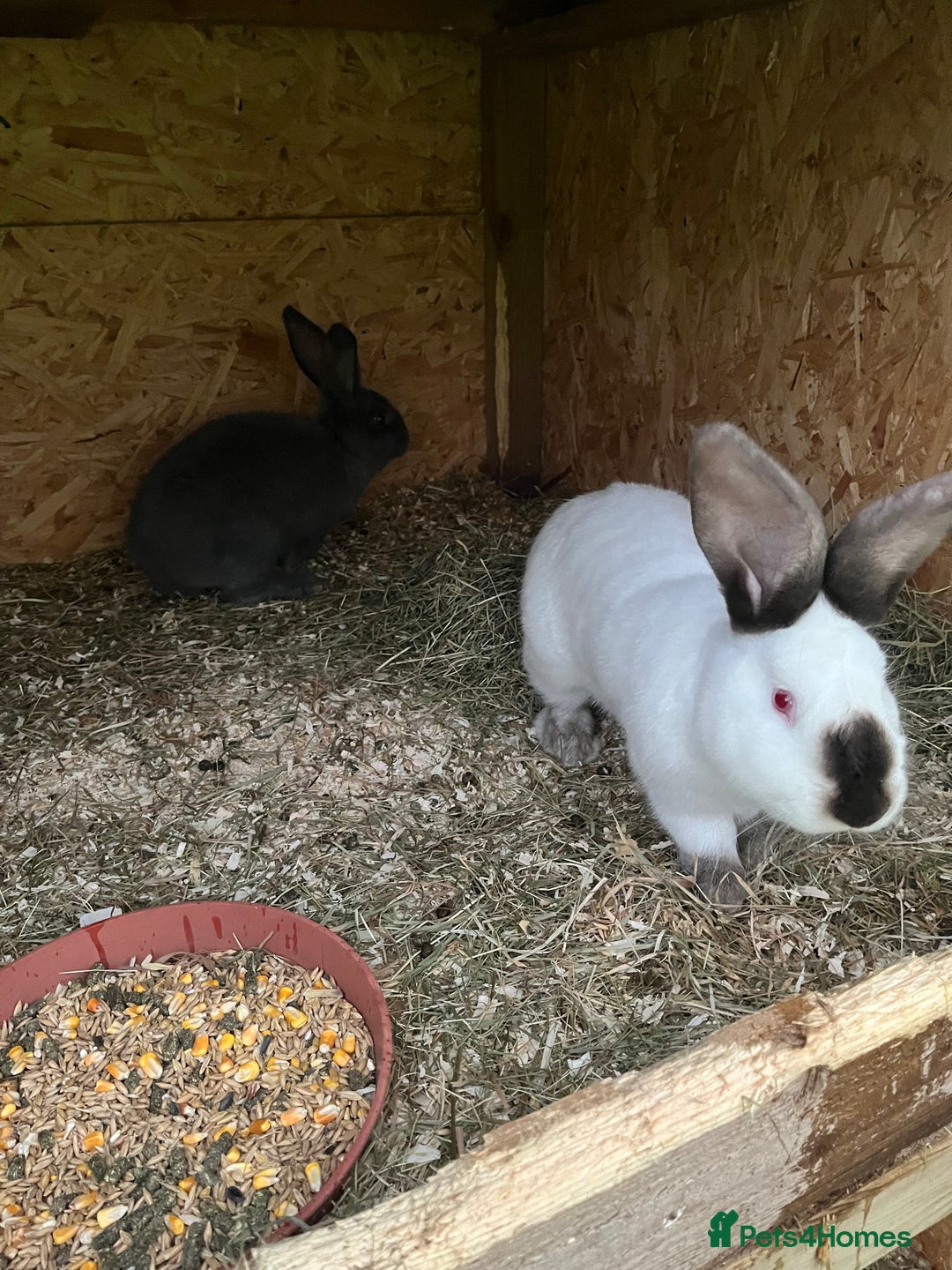 Mixed Breed rabbits for sale: They are very friendly and good with children  - Advert 4