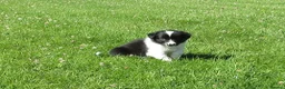 Border Collie dogs for sale: 5 Beautiful Border Collie Puppies  - Advert 9