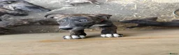 Lurcher dogs for sale: x2 Beautiful Boy Lurcher Puppies  - Advert 13