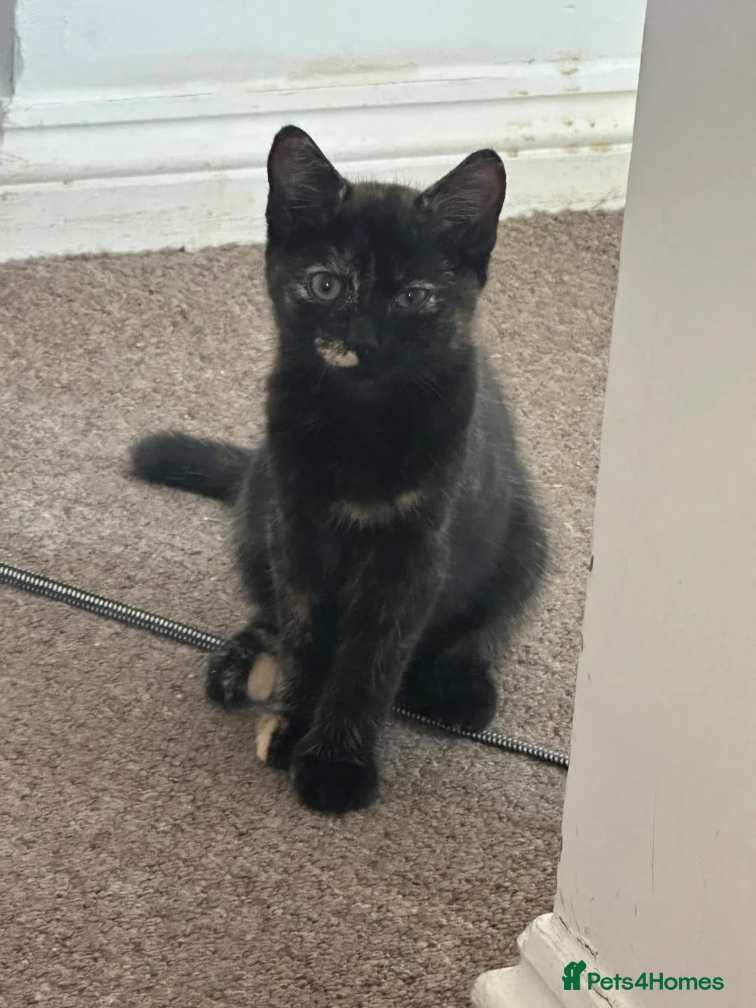British Shorthair cats for sale: Kittens for sale  - Advert 2