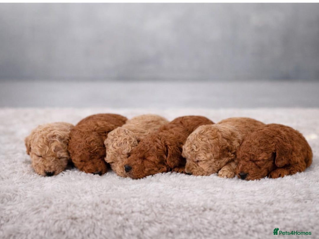 Poochon dogs for sale: Beautiful mini poochons puppies  - Advert 2