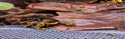 Frog reptiles for sale: Dendrobates Leucomelas “Puerto Ayacucho” - Advert 6