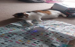 Mixed Breed cats for sale: Mimi  - Image 4