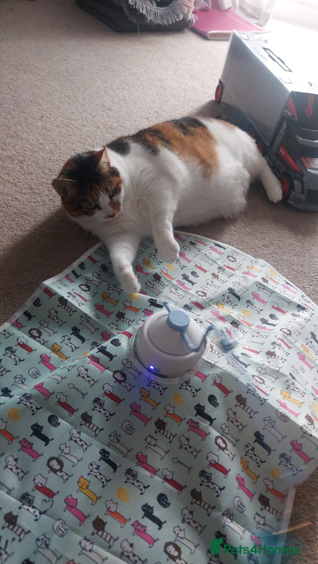 Mixed Breed cats for sale: Mimi  - Image 4