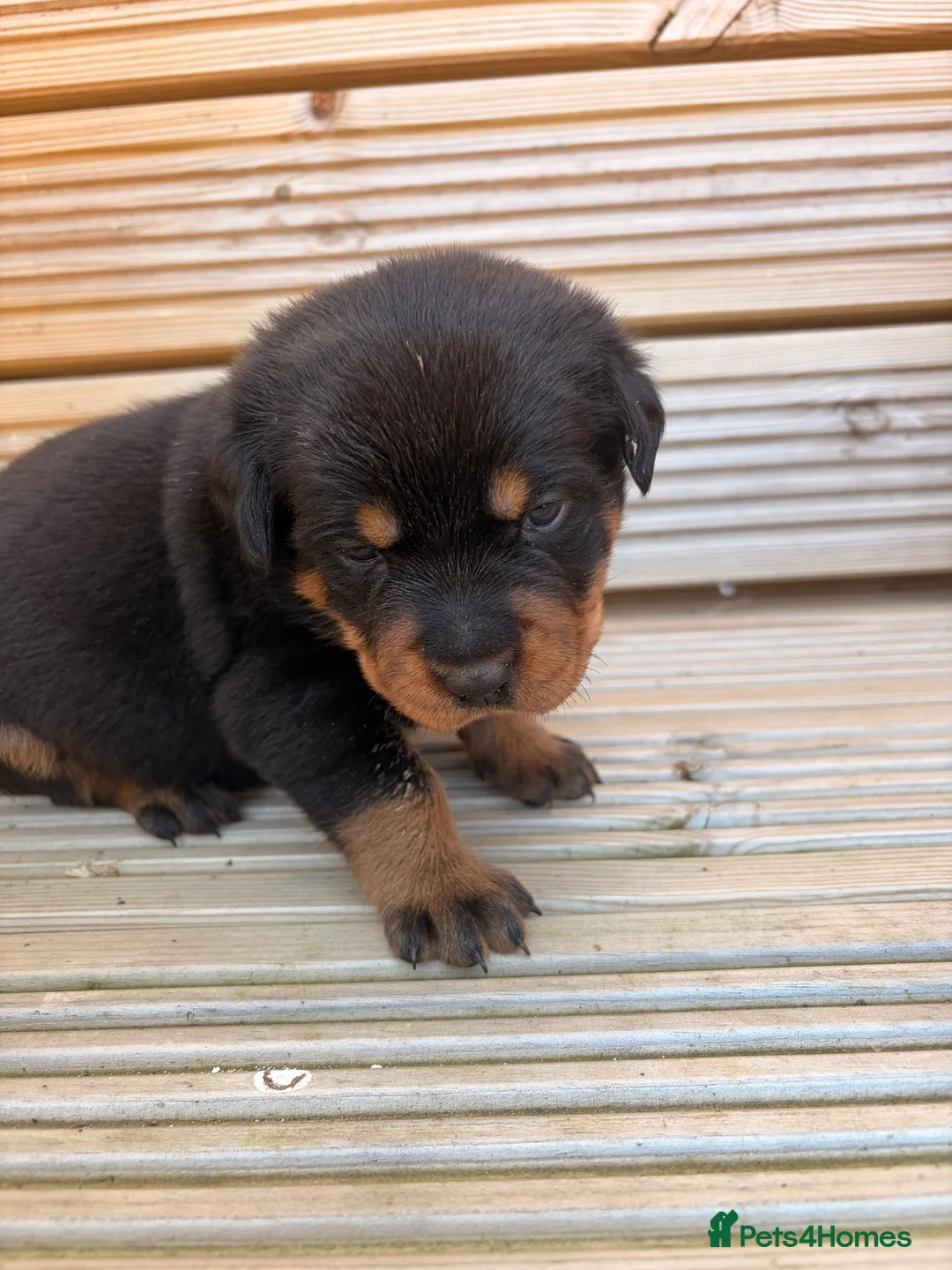 Rottweiler dogs for sale: Outstanding Rottweiler Puppies - Advert 32