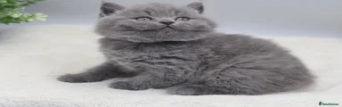 British Shorthair 3