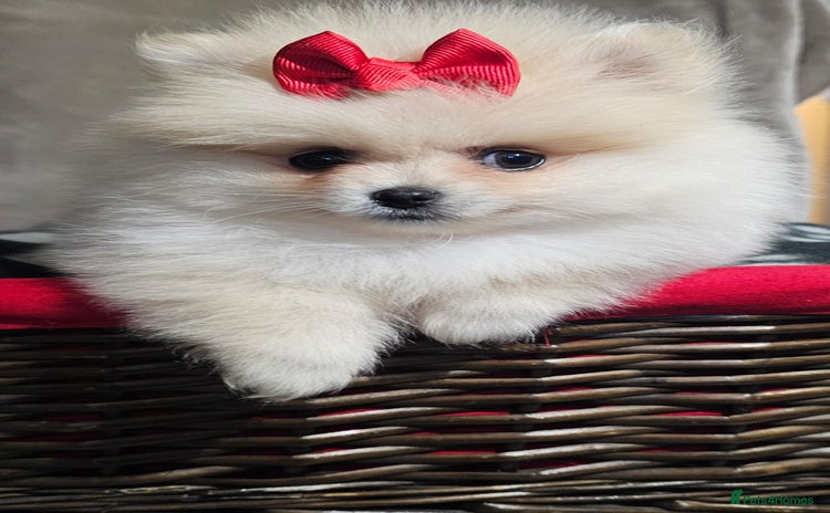 Pomeranian dogs - Advert 1