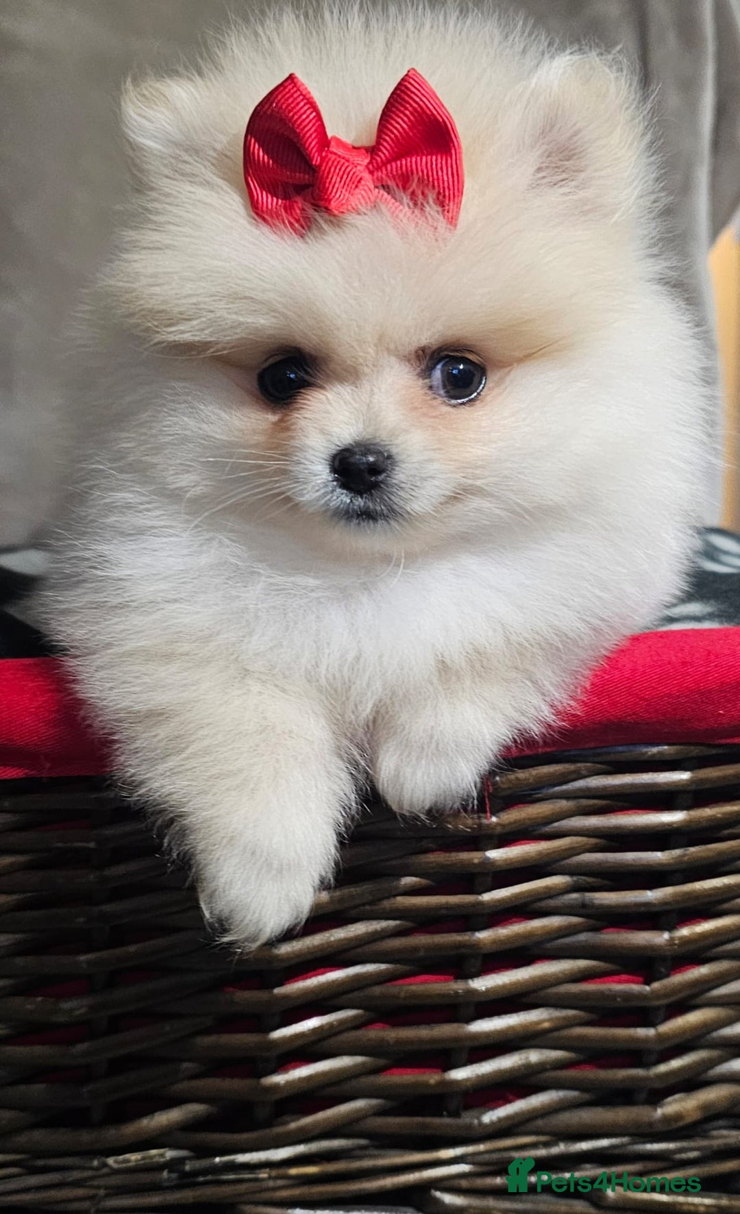 16weeks old) Teacup Pomeranian, How his face gonna look? : r/Pomeranians, image size:1080x1772