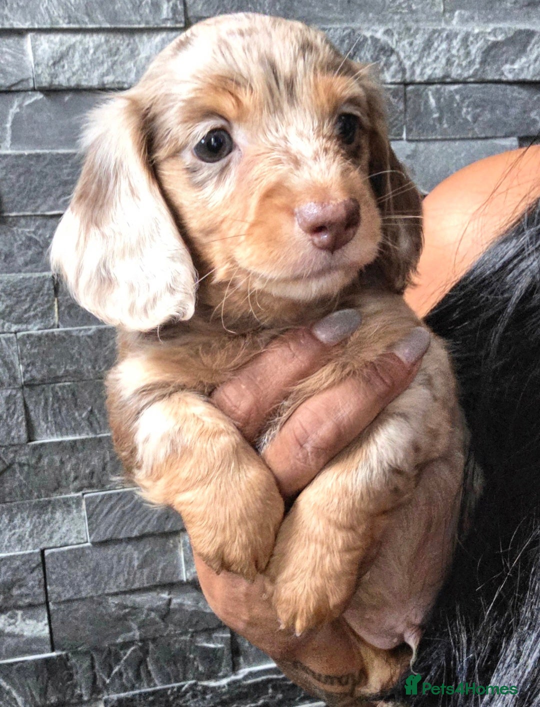 Miniature Dachshund dogs True Long Hair Minature Dachshunds - Advert 1