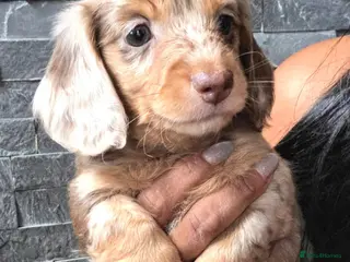 Miniature Dachshund dogs True Long Hair Minature Dachshunds - Advert 1