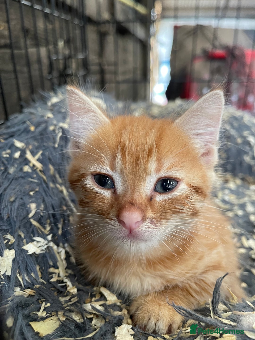 Mixed Breed cats for sale: Farm cats  - Image 4