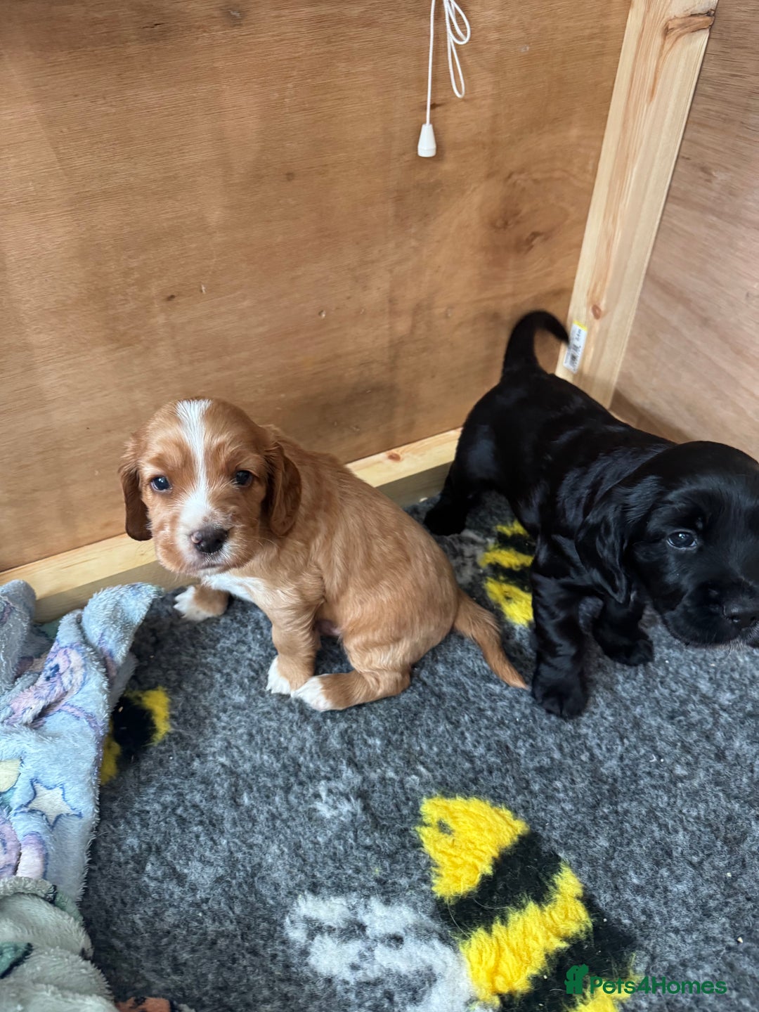 Sprocker dogs for sale: Sprocker Spaniel Puppies  - Advert 9