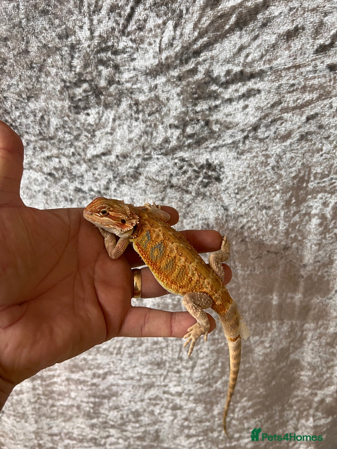 Bearded Dragon reptiles for sale: Hypo Yellow Blue Bar Bearded Dragons - Advert 7