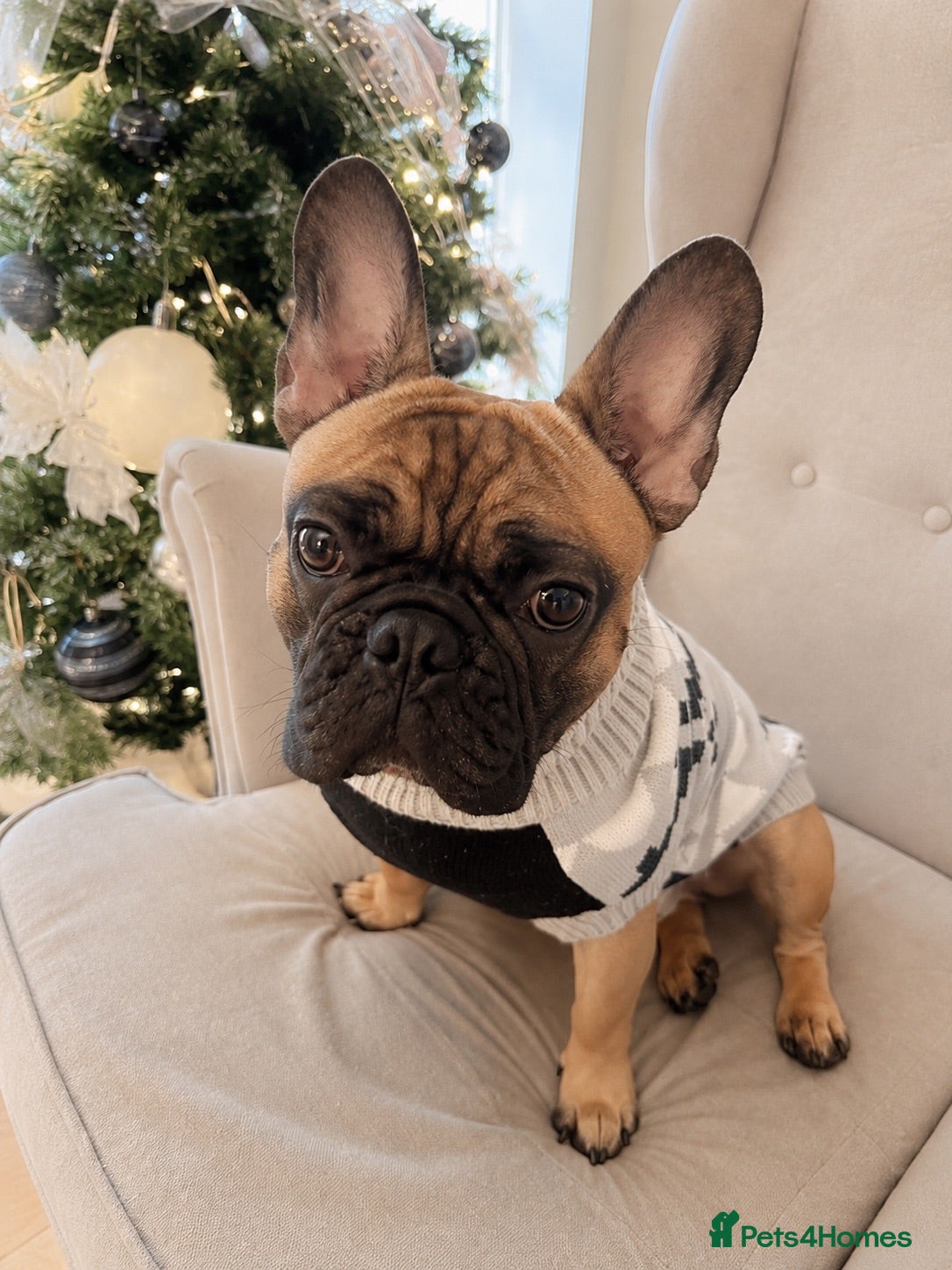French Bulldog dogs dog for stud french bull dog 2 years old  - Advert 2