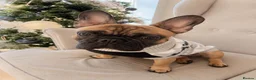 French Bulldog dogs for stud: dog for stud french bull dog 2 years old  - Advert 1