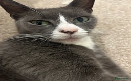 British Longhair cats for sale: Kittens for sale - Advert 3