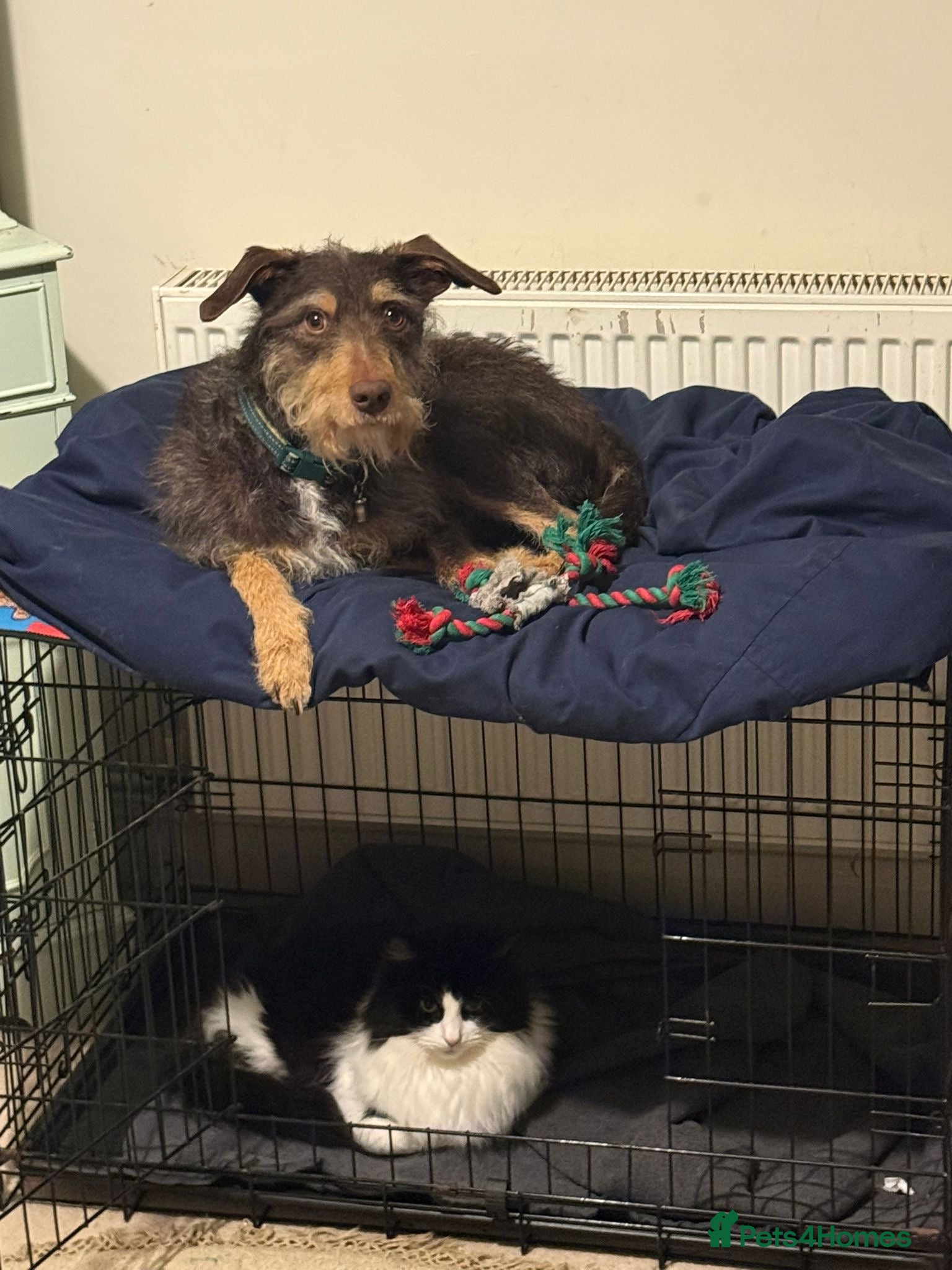 Mixed Breed dogs  URGENT 🚨 THREATS TO PUT TO SLEEP - Advert 23