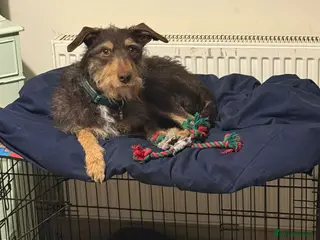 Mixed Breed dogs URGENT 🚨 THREATS TO PUT TO SLEEP - Advert 23