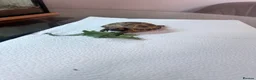 Tortoise reptiles for sale: Horsefield tortoise  in Stourbridge - Advert 1