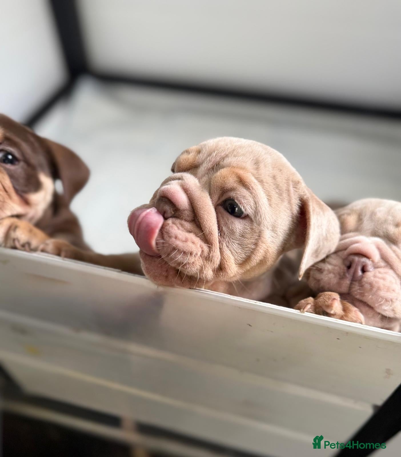 English Bulldog dogs Stunningly healthy English BullDogs 🐾 - Advert 2