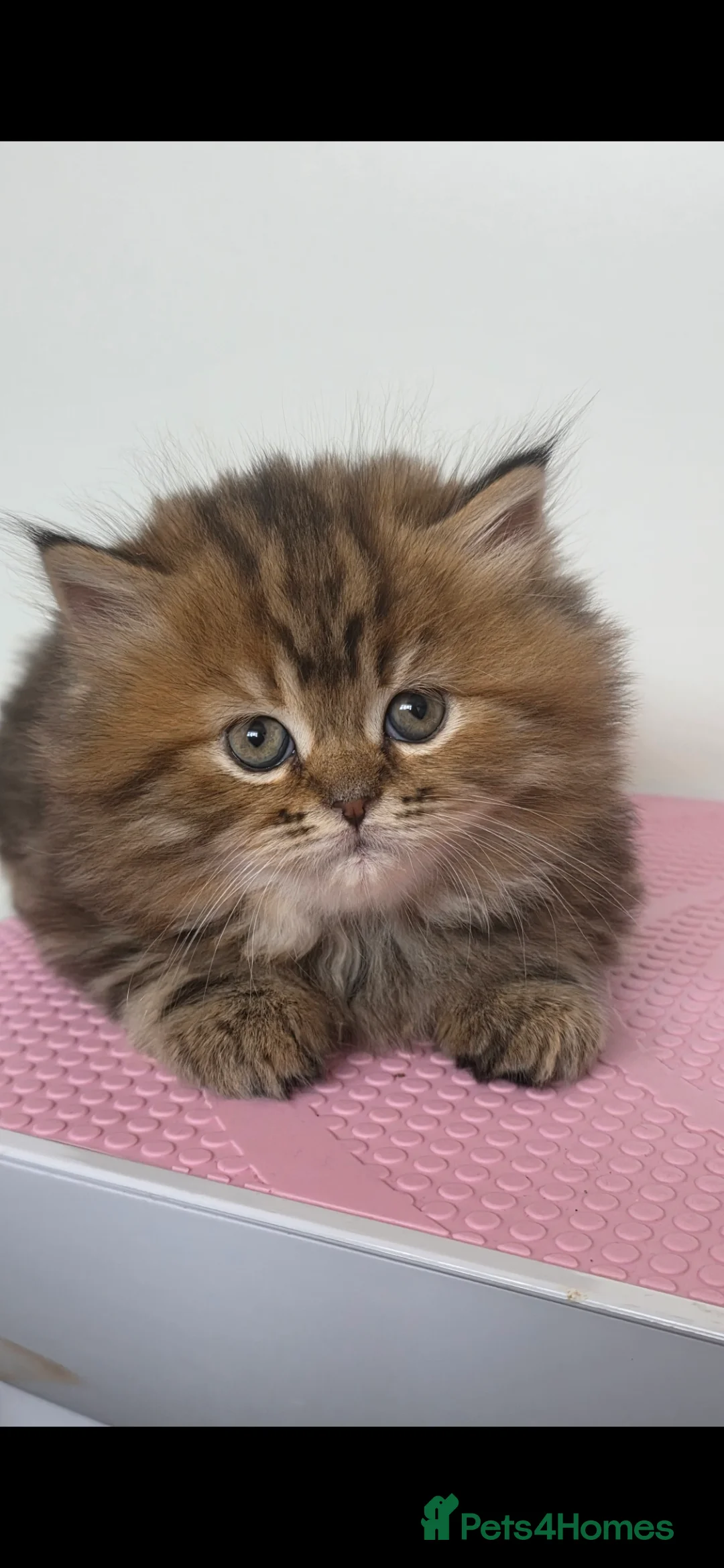 Mixed Breed cats for sale: Ragdoll cross British shorthair  - Advert 8